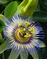 Blue Passion Flower Photo By Photographer Scott Reeves Blue Passion Flower Passion Flower Passion Fruit Flower