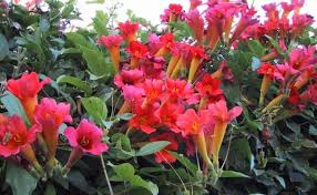 Image result for Viscum littorum