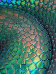 Mermaid Tail Snake Scale Patterns In Nature Pattern Texture