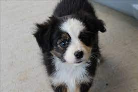 Click here to be notified when new miniature australian shepherd puppies are listed. Home