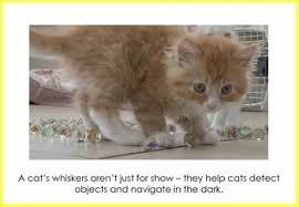 Cats Flash Cards Posters Kittens Cats Cats And Kittens