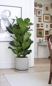 Common House Plants Pictures And Names Houseplantssafeforcats In 2020 Plant Decor Indoor Common House Plants Interior Plants