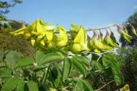 Image result for Crotalaria monteiroi