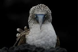 2025 Galapagos Enchanting 3 Islands (5 Days) (Santa Cruz)