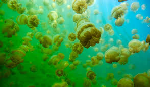 1,612 likes · 230 talking about this · 6 were here. The Ultimate Guide To The Jellyfish Lake In Palau