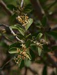 Image result for Cordia mukuensis