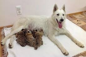 After the army, i served in law enforcement for twenty years. Newborn White Baby German Shepherd Newborn Baby
