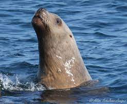 King Of Sea Lions Spotted In Southern California Waters Sea Lion Lions Southern California