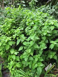 Image result for Ruspolia seticalyx