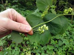 Image result for Menispermaceae