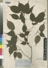 Image result for Alchornea hirtella