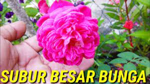 Lalu apakah anda bisa konsultasi gratis perawatan bunga mawar kepada kami. Cara Merawat Bunga Mawar Agar Subur Dan Rajin Berbunga Youtube