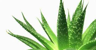 Plantas Medicinales Para El Dolor De Estomago Y Ulceras Estomacales Homemade Hair Moisturizer Homemade Hair Products Moisturize Hair