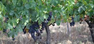 Image result for Metasphaeria diplodiella