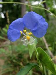 Image result for Commelina capitata