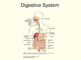 Pin On Respiratory System Anatomy