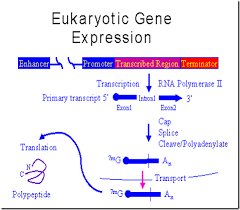Biology Exams 4 U Gene Expression Biology Teaching Biology