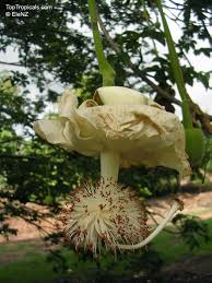 Image result for Adansonia digitata