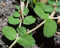 Image result for Euphorbia serpens