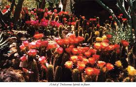 You can grow cactus from seeds. The Tucson Cactus And Succulent Society