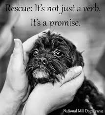 We did not find results for: Safe Haven Dog Rescue Posts Facebook