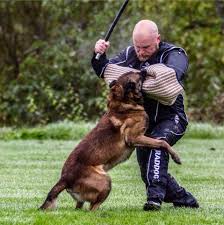 Profile for Malinois av Staalhjerte