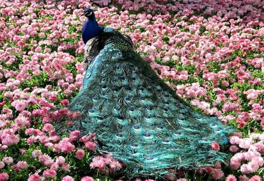 Green Peacock on bed of pink flowers HD wallpaper | Wallpaper Flare