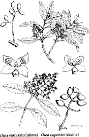 Image result for Olea capensis