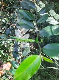 Image result for Chaetachme