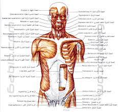 صور عضلات الرأس الوجه العنق البطن الصدر و الجذع منظر امامي dr world album humanoid sketch