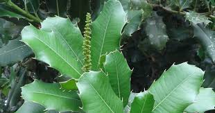 Image result for Paranecepsia alchorneifolia