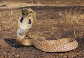 The World S Most Dangerous Snakes 10 Photos Cobra Snake King Cobra Snake Snake
