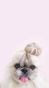 Iphone And Android Wallpapers Dog With A Bun Iphone Wallpaper Dog Wallpaper Iphone Puppy Wallpaper Iphone Dog Wallpaper