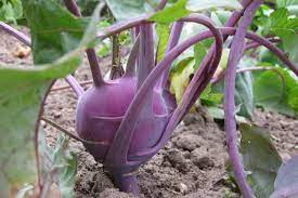 Choose a container at least 12 inches deep as dill forms a taproot. Growing Kohlrabi How To Plant Grow And Harvest Kohlrabi The Old Farmer S Almanac