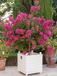 Image result for Lagerstroemia