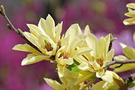 We did not find results for: Magnolia Butterflies