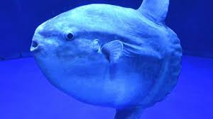 Der nördliche mondfisch wird normalerweise als unterart des langjährigen sonnenfischs angesehen, da nur wenig. Mondfisch Weltmeister Im Eierlegen Dlf Nova