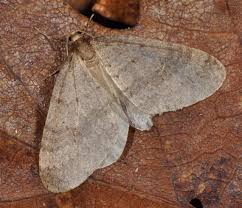 Image result for Operophtera fagata