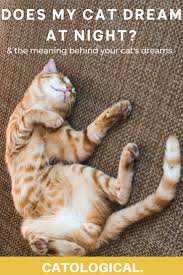 Do Cats Dream Can They Have Nightmares In 2020 Cats Cat Facts Cat Parenting