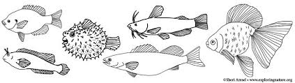Many of us have aquariums filled with colorful little fishes that swim about or play in the clear water and are an object of visual entertainment. Fish Coloring Pages