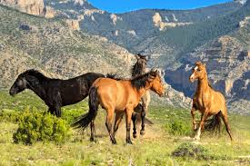 The law allows it but it doesn't require it. Is America S Wild Horse An Invasive Species Habitat For Horses