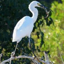 Image result for Eriolaena rulkensii