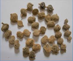 Image result for Acacia nilotica