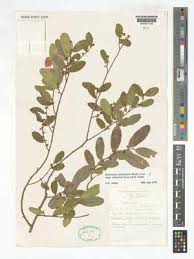 Image result for Mystroxylon