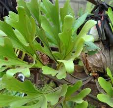 Tanaman Simbar Menjangan Tegak Tanaman Tanaman Indoor Tanaman Hias Daun
