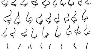 Noses Nose Drawing Cartoon Noses Design Reference