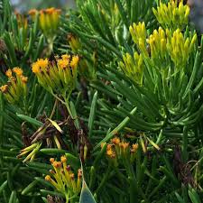 Image result for Senecio propior