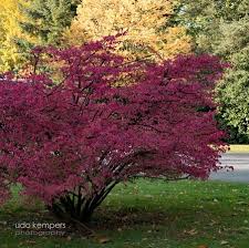Check spelling or type a new query. Tolle Straucher Bild Von Bunter Garten Monchengladbach Tripadvisor