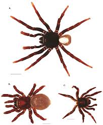 Facebook is showing information to help you better understand the purpose of a page. Taxonomic Revision Of The New World Members Of The Trapdoor Spider Genus Ummidia Thorell Araneae Mygalomorphae Halonoproctidae