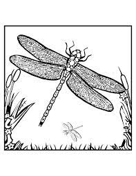 A color printer is not necessary for printing. Free Printable Dragonfly Coloring Pages For Kids Detailed Coloring Pages Fairy Coloring Pages Fairy Coloring